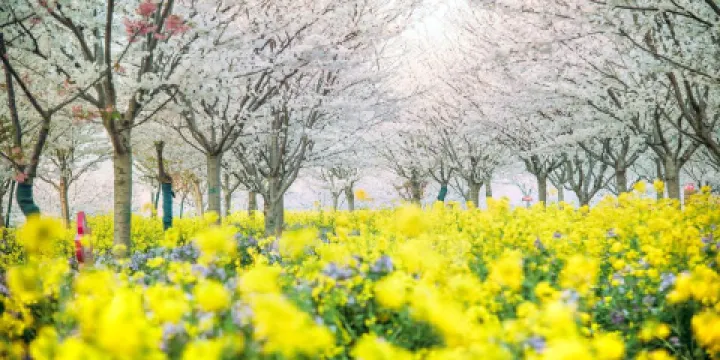 古柏渡草原花海