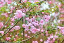海棠花海景点图片