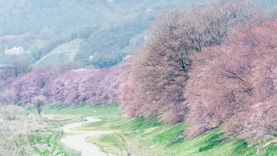 背割堤