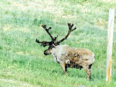 Large Animal Research Station-科利奇