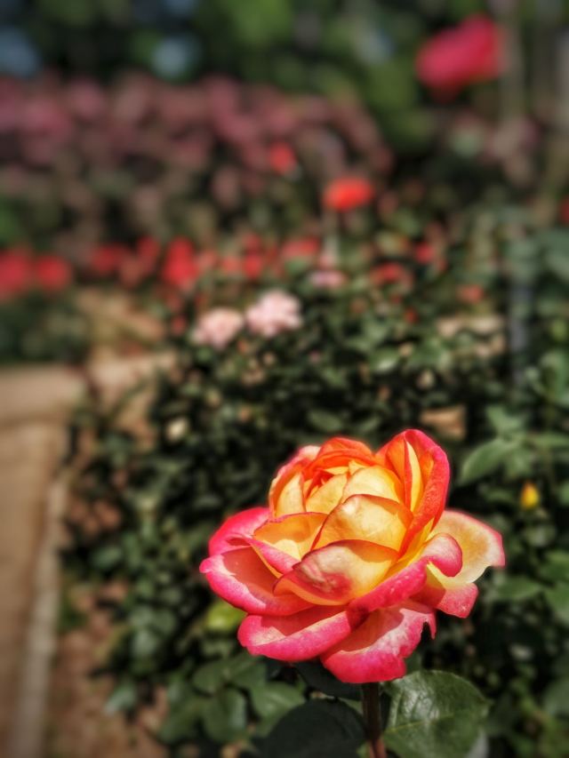 南岭植物园旅行图片 8