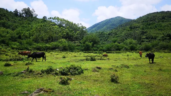 雲禮石頭村
