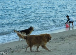 鼓浪屿海滩踏浪的牧羊犬与黄金犬