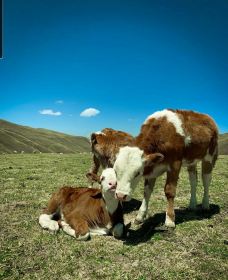 大海草山-会泽-大足熊猫