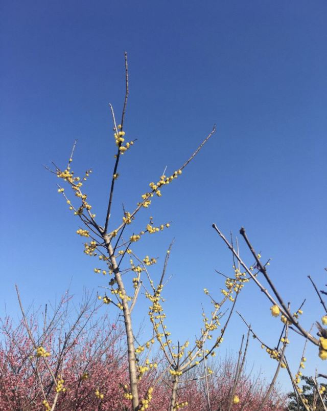 安庆市菱湖风景区旅行图片 3