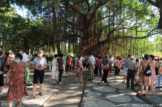 大榕树下的相亲角