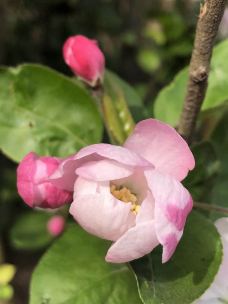 丁香公园-哈尔滨--自由飞翔_