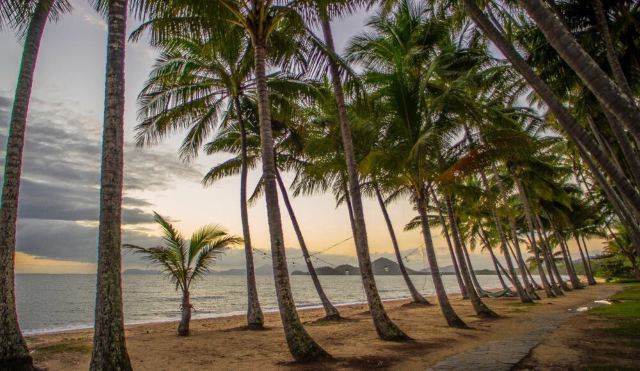 Palm Cove
