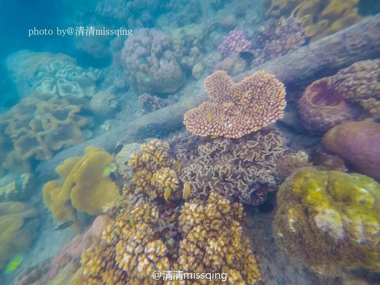 #元旦去哪玩 阿洛陶潜水看最美珊瑚礁