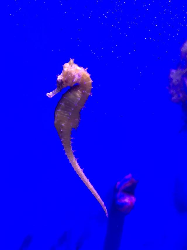 Cairns Aquarium