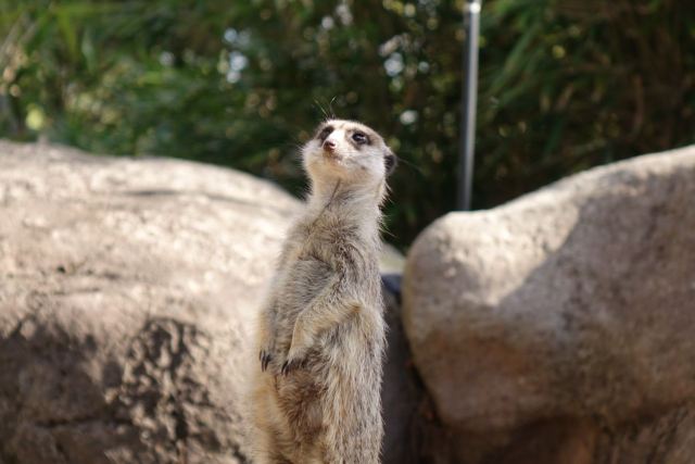 Melbourne Zoo