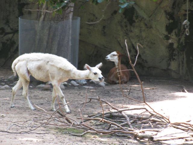 Lincoln Park Zoo