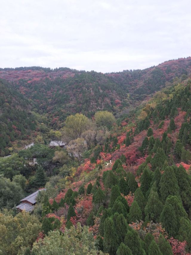 홍엽곡
