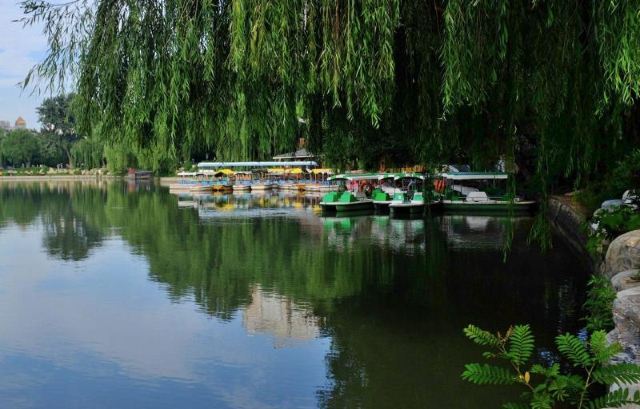 Purple Bamboo Park