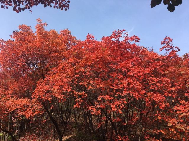 홍엽곡