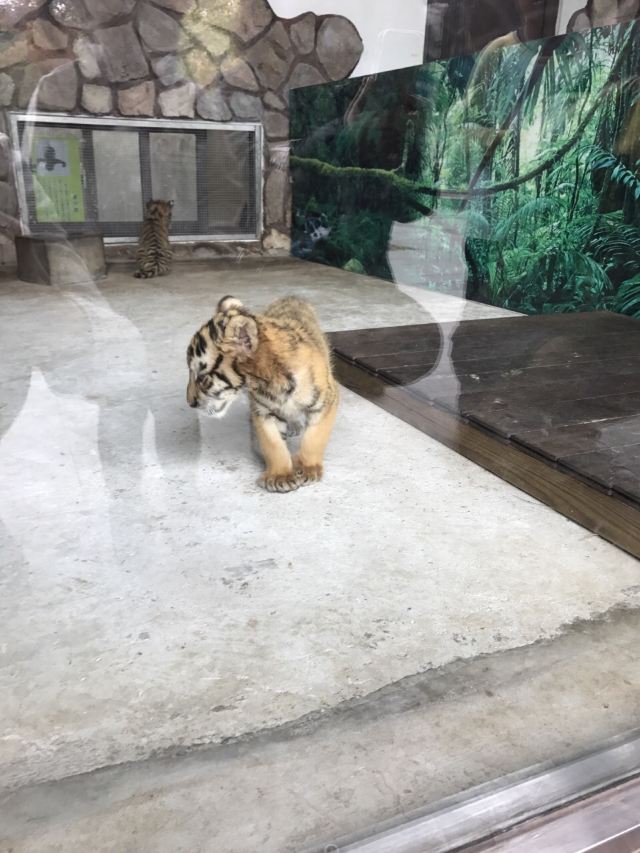 상하이 야생 동물원
