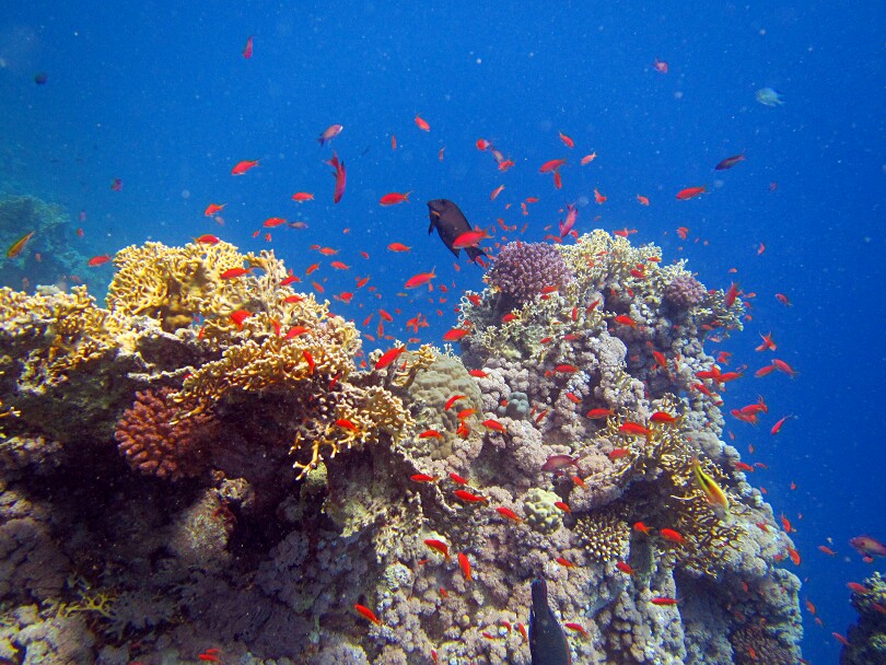 红海的珊瑚鱼 埃及红海不愧为是潜水圣地之一