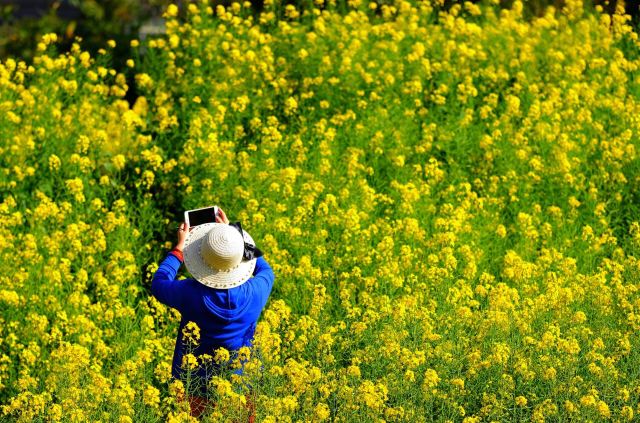Luoping Canola Flower Ocean