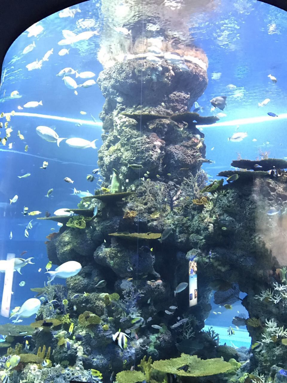 水菱环球之旅の新加坡海洋馆