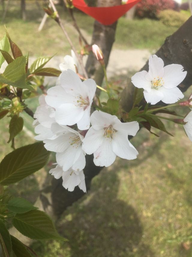 항저우만 해상꽃밭
