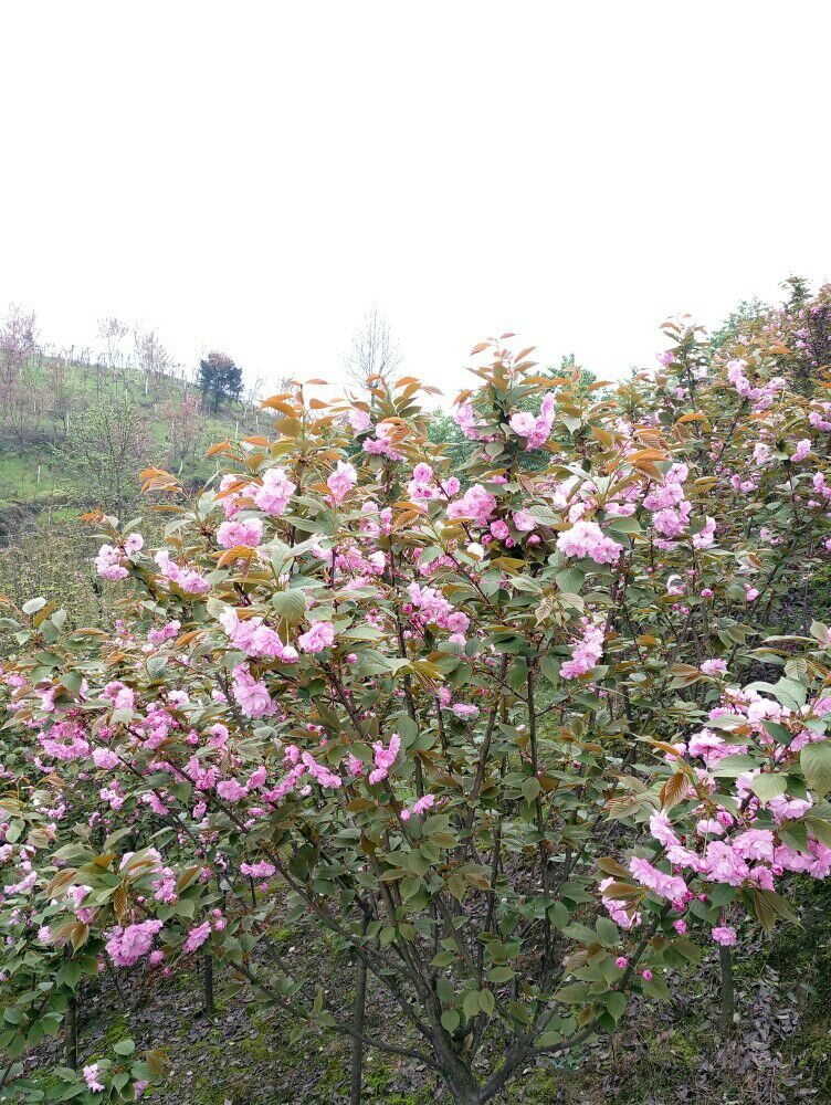 樱花山