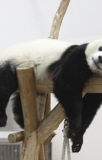 九寨沟+黄龙风景名胜区+都江堰+三星堆博物馆+成都大熊猫繁育研究基地5日4晚跟团游图片