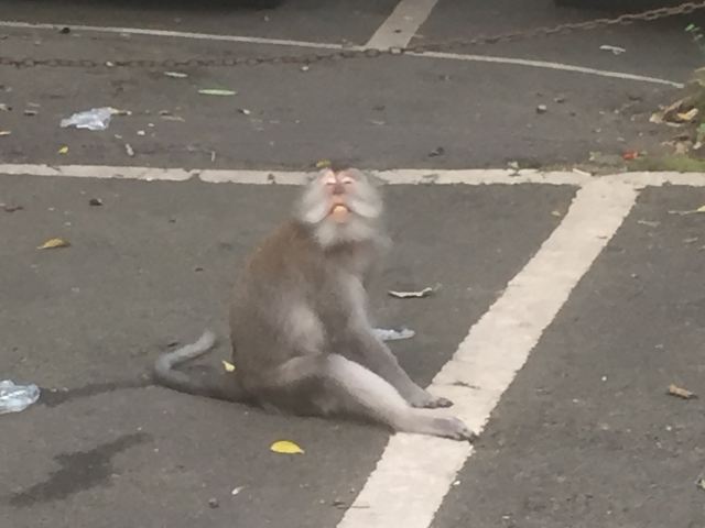 몽키 포레스트