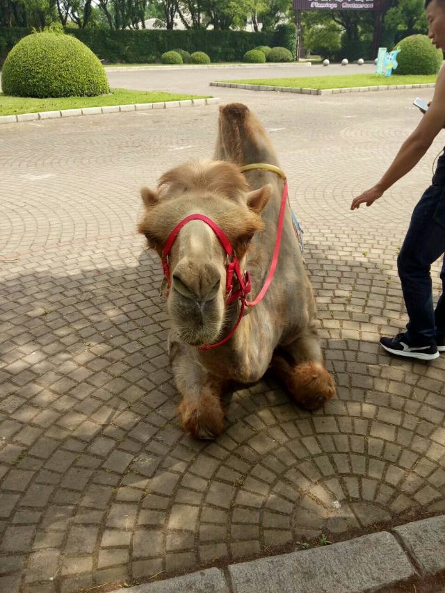 Shanghai Wild Animal Park