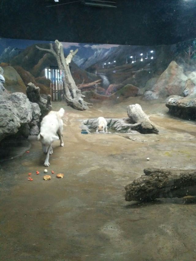 Qujiang Polar Ocean Park