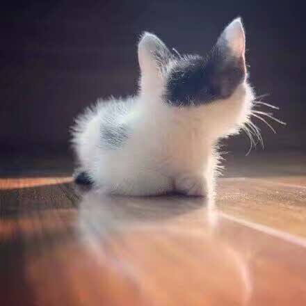 肯德基(平度帝王店)餐厅图片