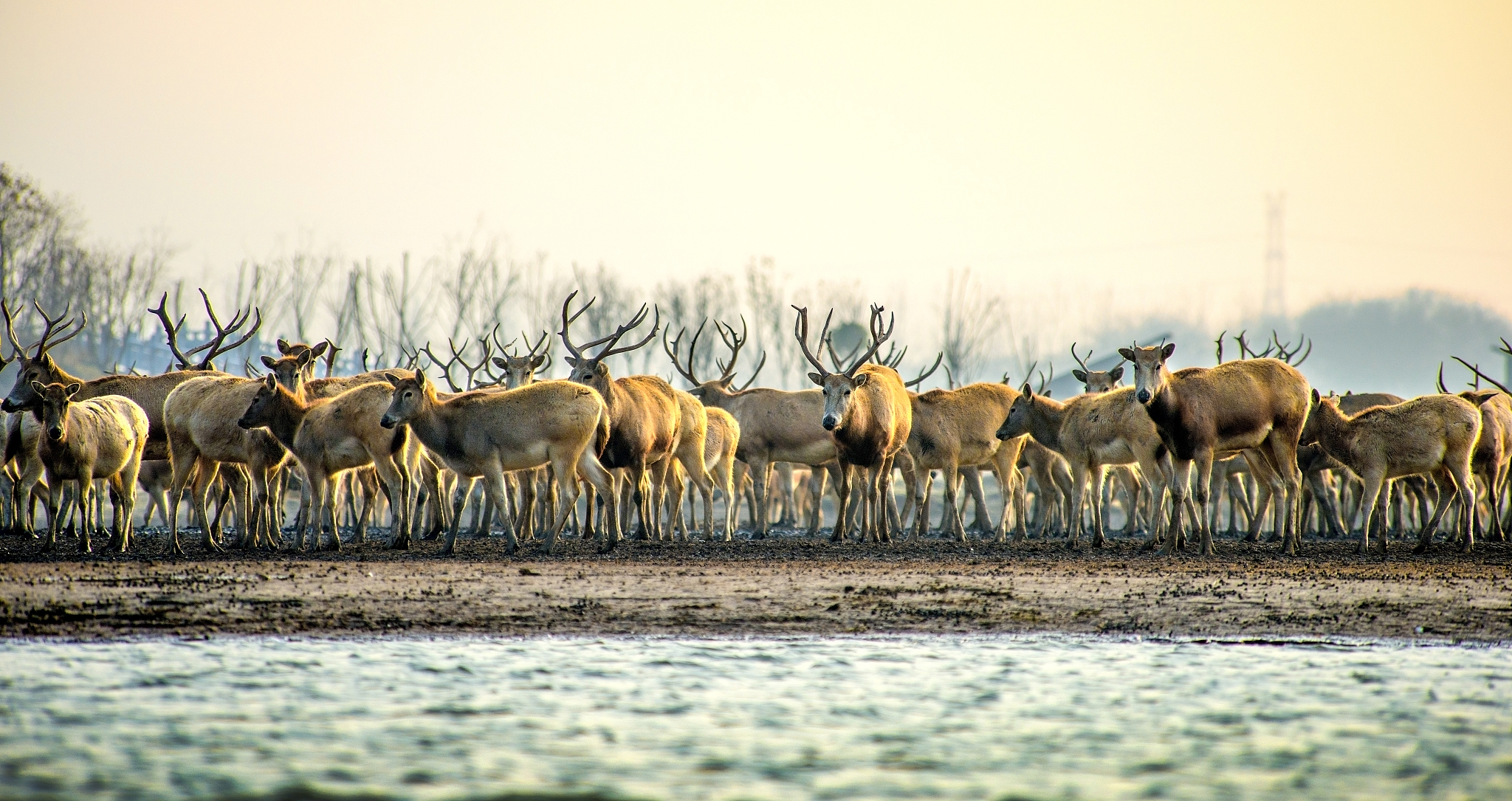 2-Day Yancheng Tour: Colorful Holland Flowers, Natural Exploration at Dayangwan and Milu Park