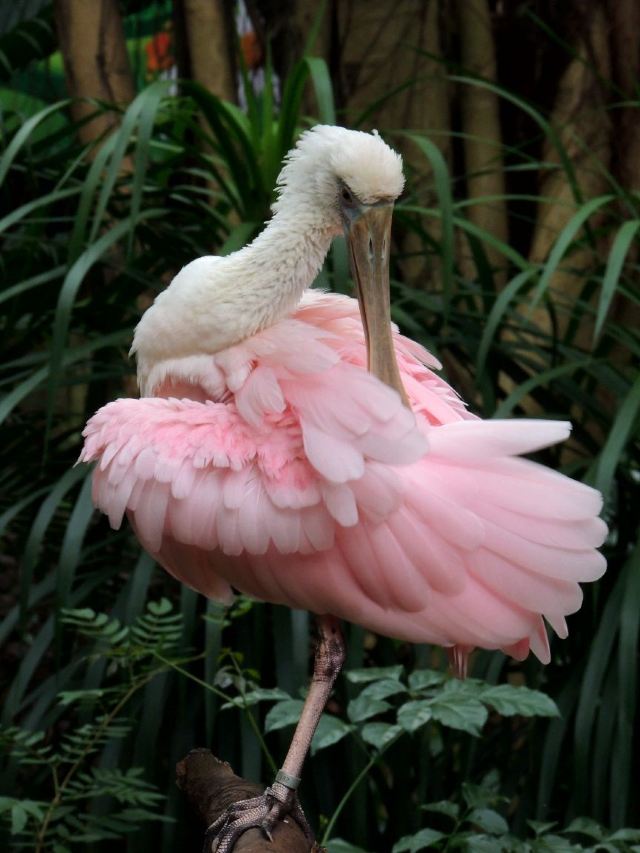 Chimelong Bird Park