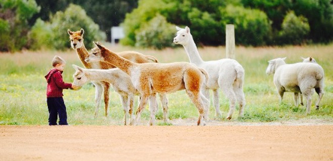 Yirri Grove Olive Farm and Restaurant