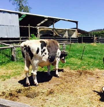 Oaklands Cafe餐厅图片