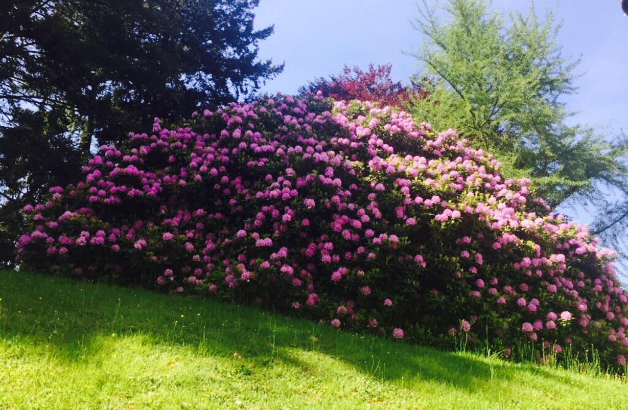 Cafe Restaurant Zuckerbergschloss