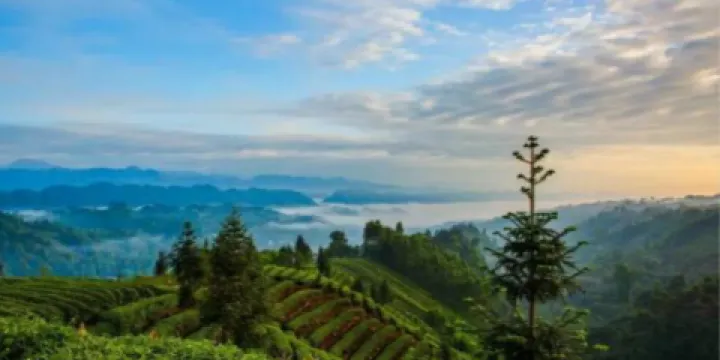 牛碾坪萬畝觀光茶園