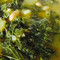 Cantabrico