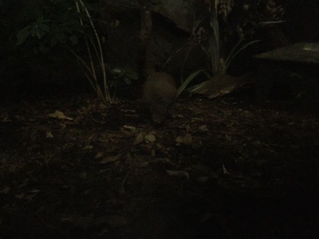 Auckland Zoo