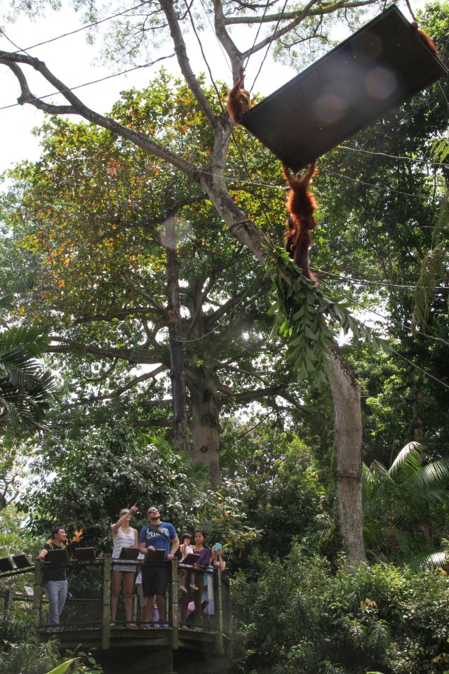 Singapore Zoo