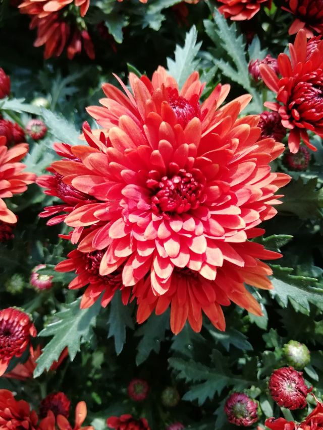 City of Flower