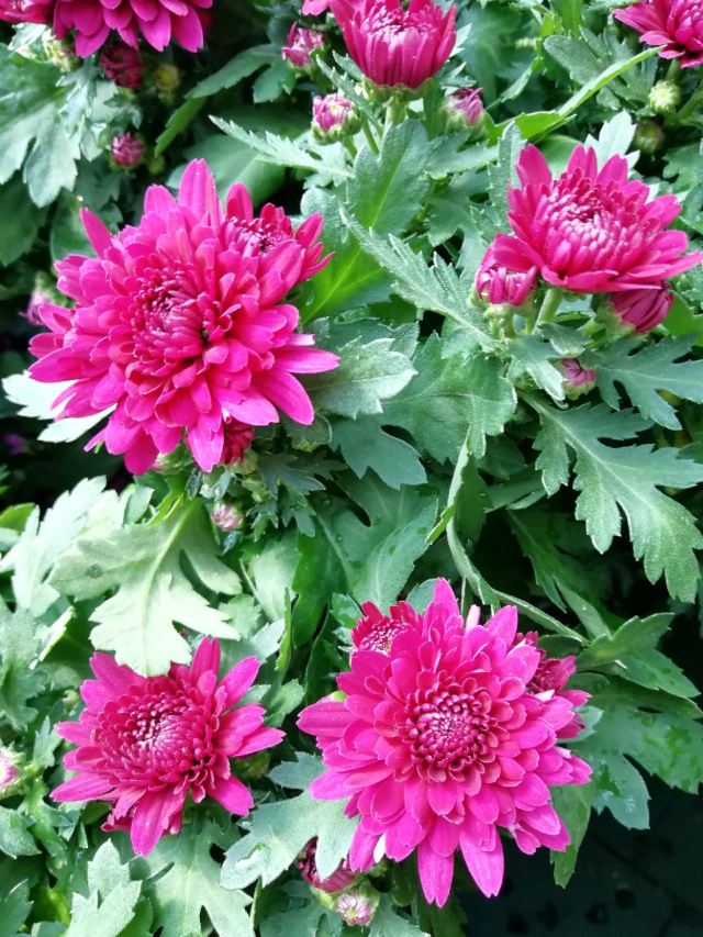 City of Flower