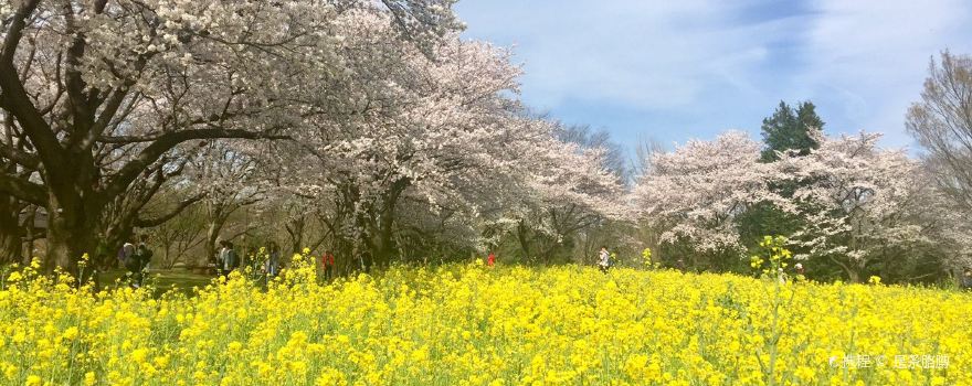 立川市旅游攻略 11月立川市 Tachikawa 自助游 周边自驾 出游 自由行 游玩攻略 携程攻略