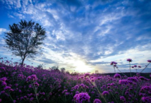 玫瑰情园景点图片