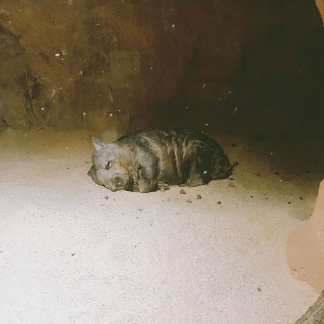 Melbourne Zoo