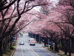 打卡韩剧取景地，济州岛深度5日游