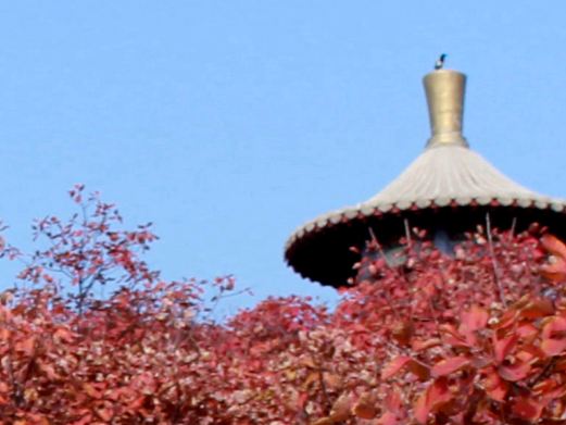 桐柏红叶景区
