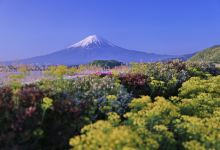 南牧村旅游图片-富士山夏季之旅，樱花没了，还有满园的薰衣草
