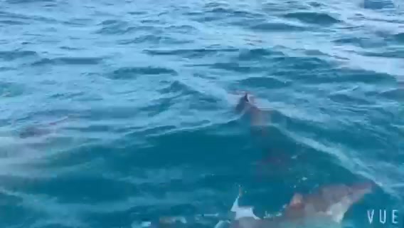 斐济Takanala Bay 海豚湾