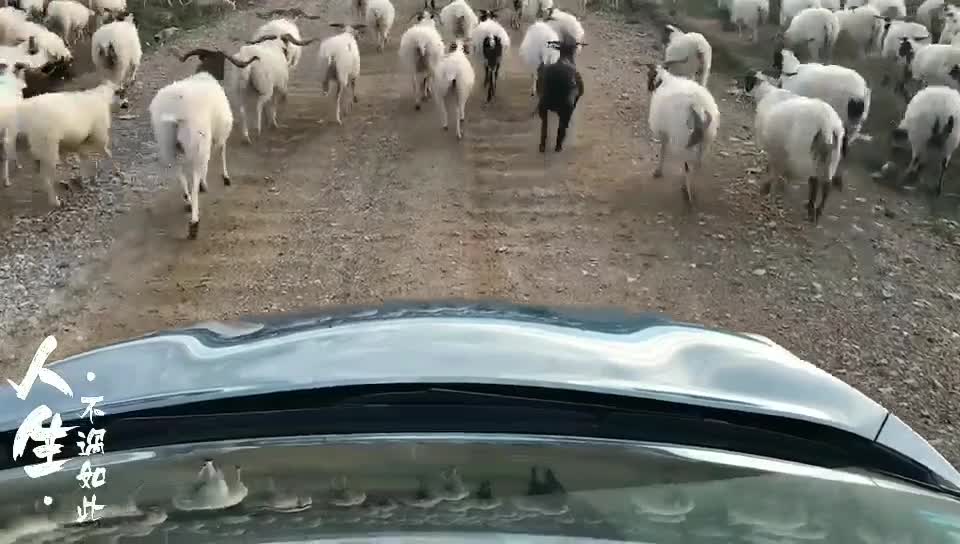 偶遇羊群