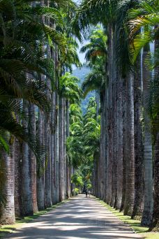 里约植物园-里约热内卢-doris圈圈
